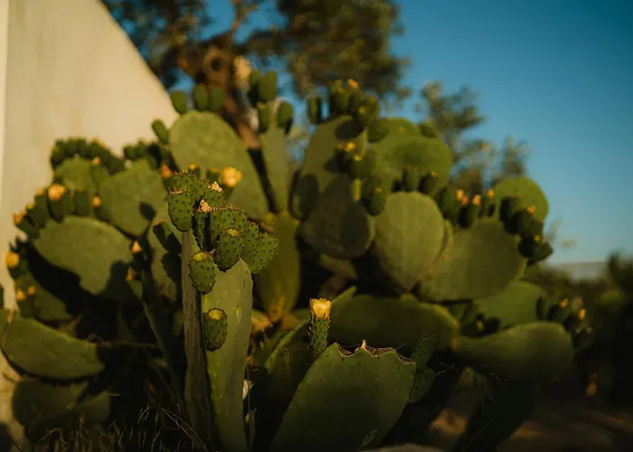 Masseria Agriturismo Il Sorriso Degli Ulivi - Dimora di Charme Gallipoli